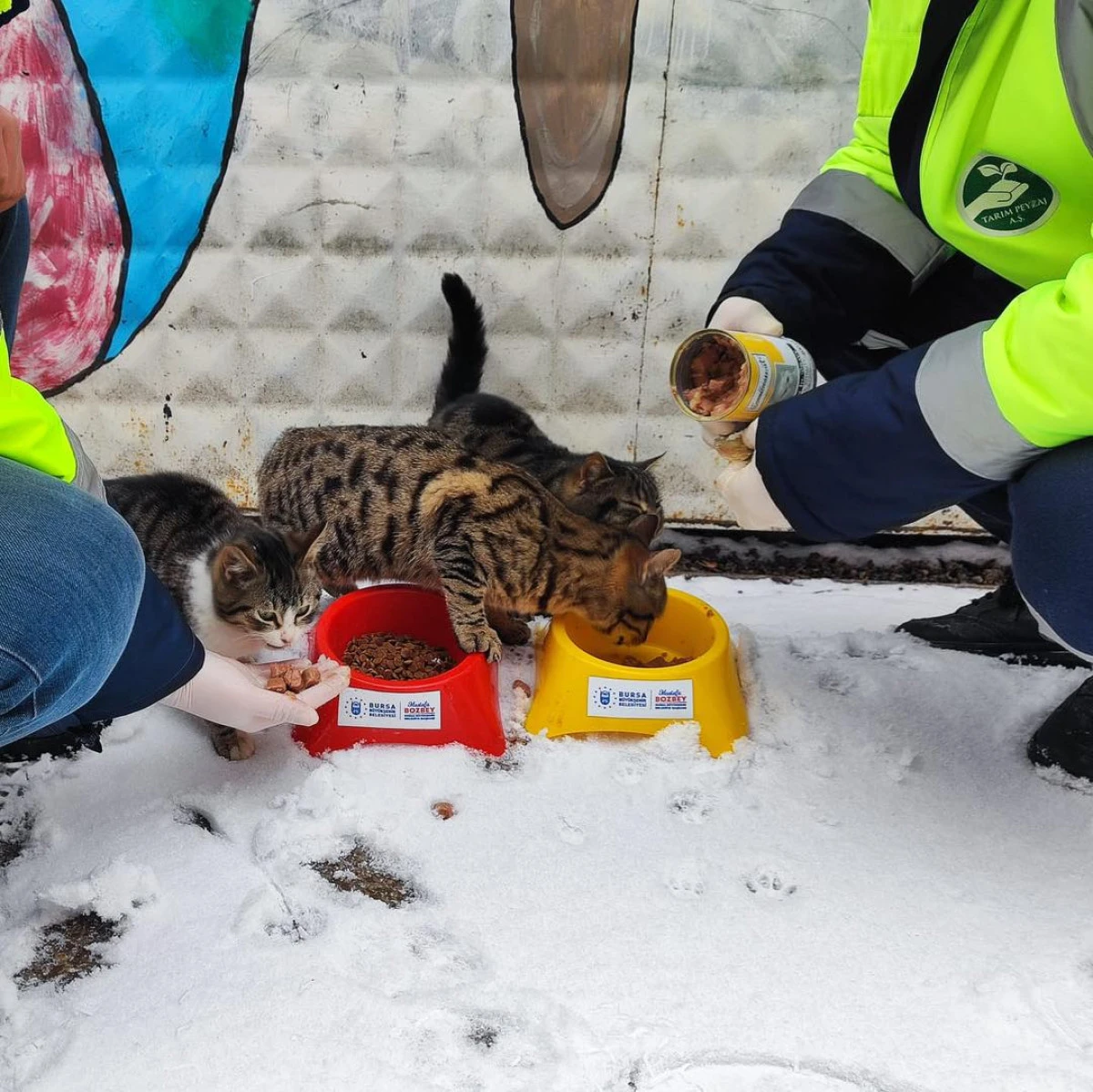 Bursa B&uuml;y&uuml;kşehir Belediyesi patili dostların yanında