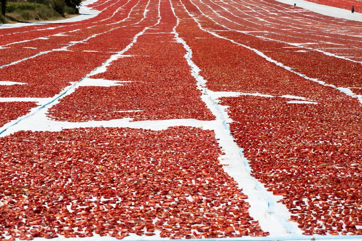 Türkiye kuru domates ihracatında dünya ikincisi oldu